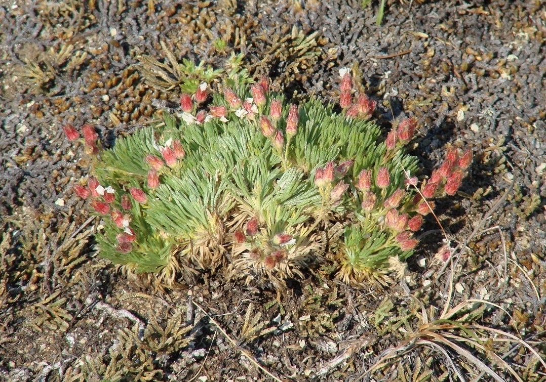 Image of Chamaerhodos altaica specimen.