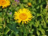 Inula grandiflora. Соцветие. Абхазия, Рицинский реликтовый национальный парк, долина р. Аджарра, ≈ 2100 м н.у.м., субальпийский луг. 12.07.2017.