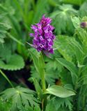 Dactylorhiza euxina. Верхушка побега с соцветием. Абхазия, Рицинский реликтовый национальный парк, гора Агура, урочище Каменная Поляна, ≈ 2300 м н.у.м., субальпийский луг. 14.07.2017.