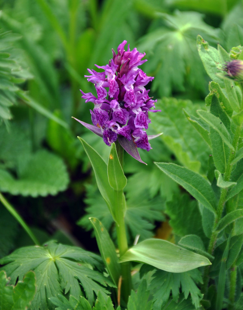 Image of Dactylorhiza euxina specimen.