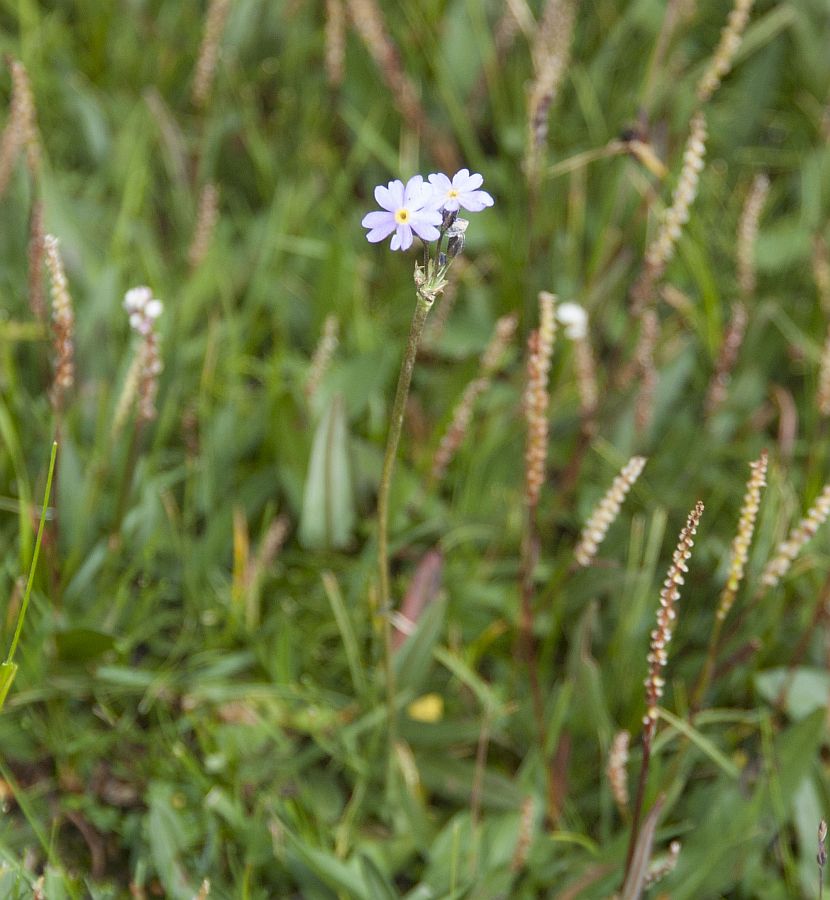 Image of genus Primula specimen.