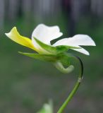 Viola tricolor. Цветок (вид сбоку). Украина, Киев, заказник \"Лесники\", боровая терраса Днепра. 9 мая 2010 г.