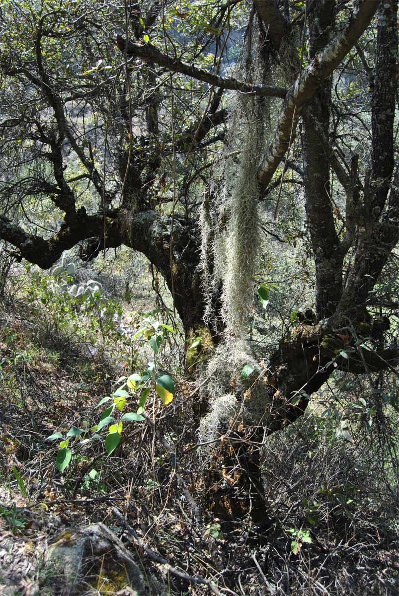 Image of Tillandsia usneoides specimen.