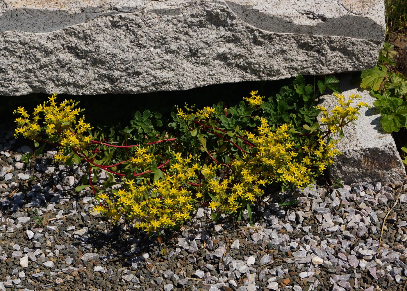 Image of Aizopsis hybrida specimen.