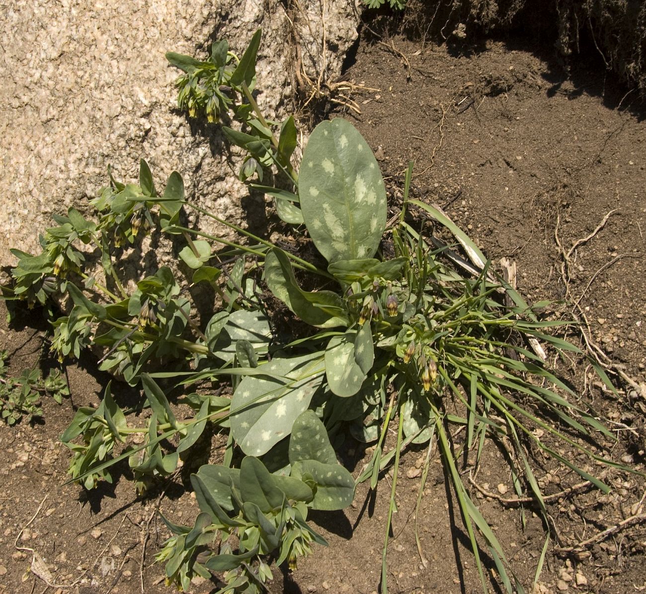 Image of Cerinthe glabra ssp. caucasica specimen.