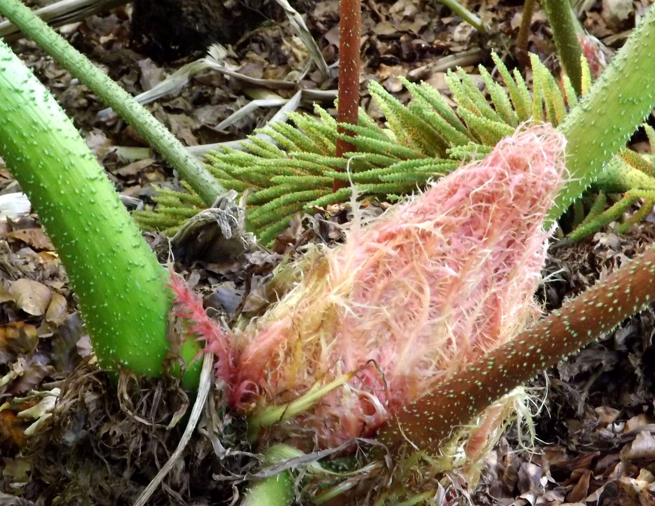 Изображение особи Gunnera tinctoria.
