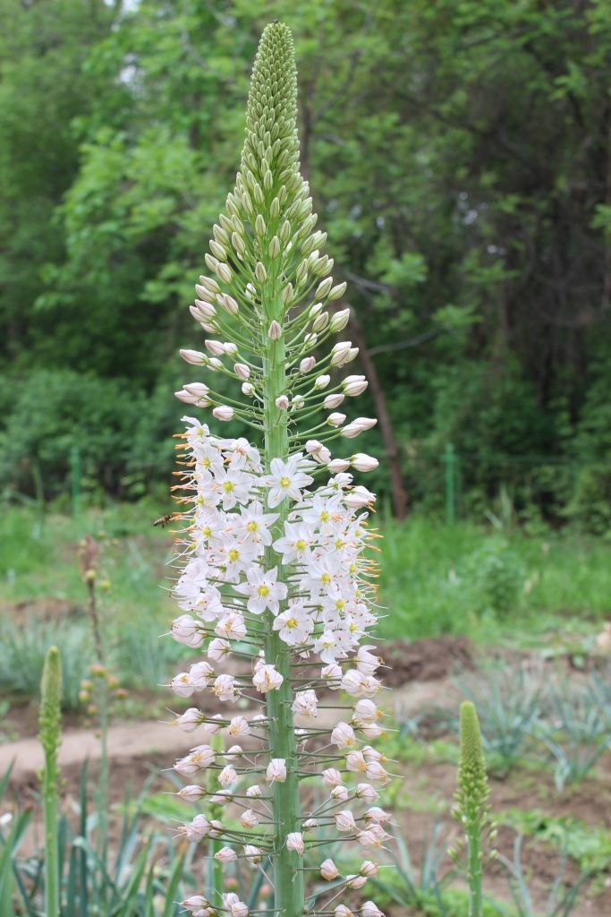 Image of Eremurus robustus specimen.