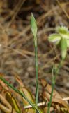 Dianthus ramosissimus