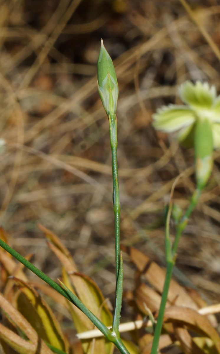 Изображение особи Dianthus ramosissimus.