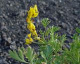 Corydalis sibirica