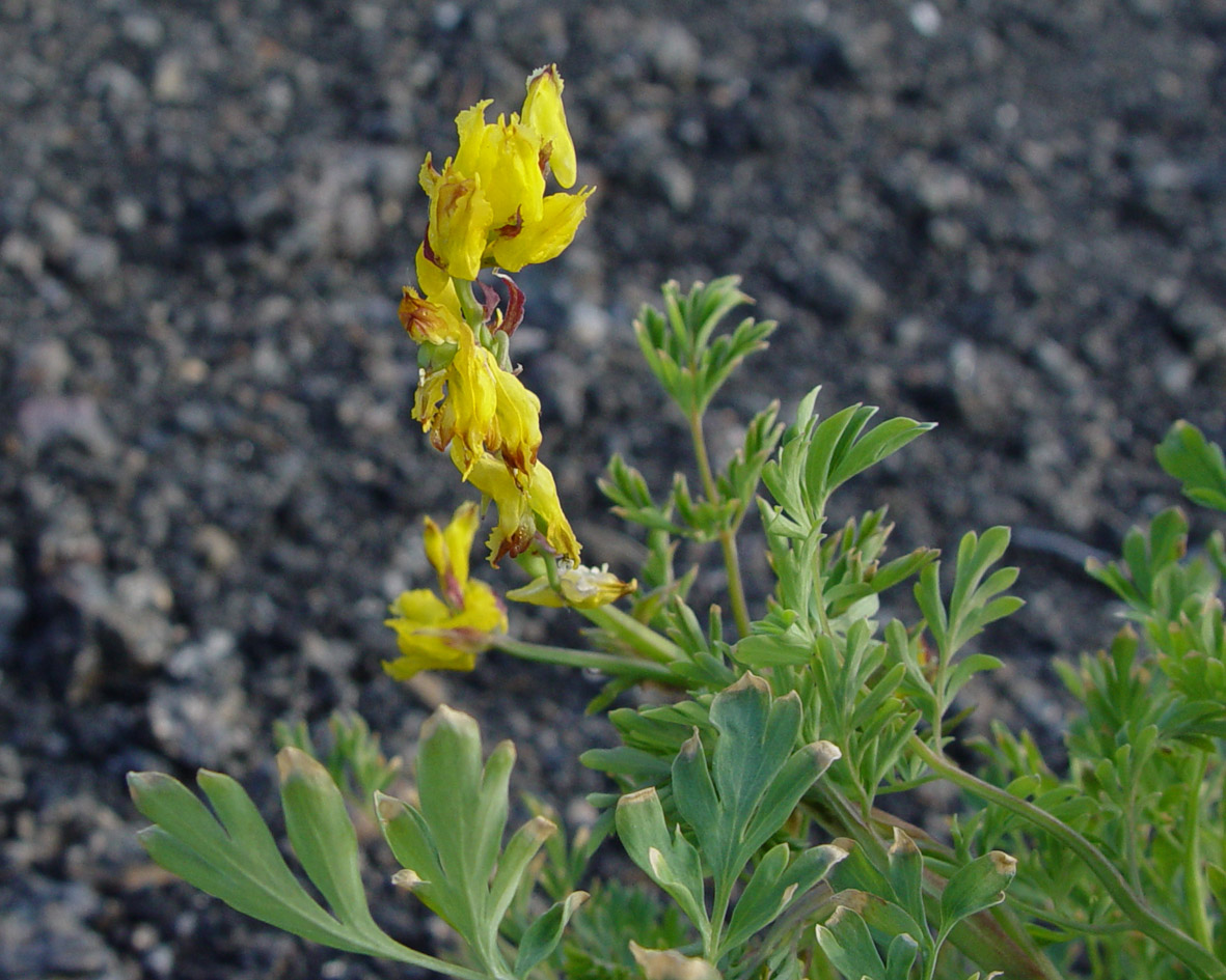 Изображение особи Corydalis sibirica.