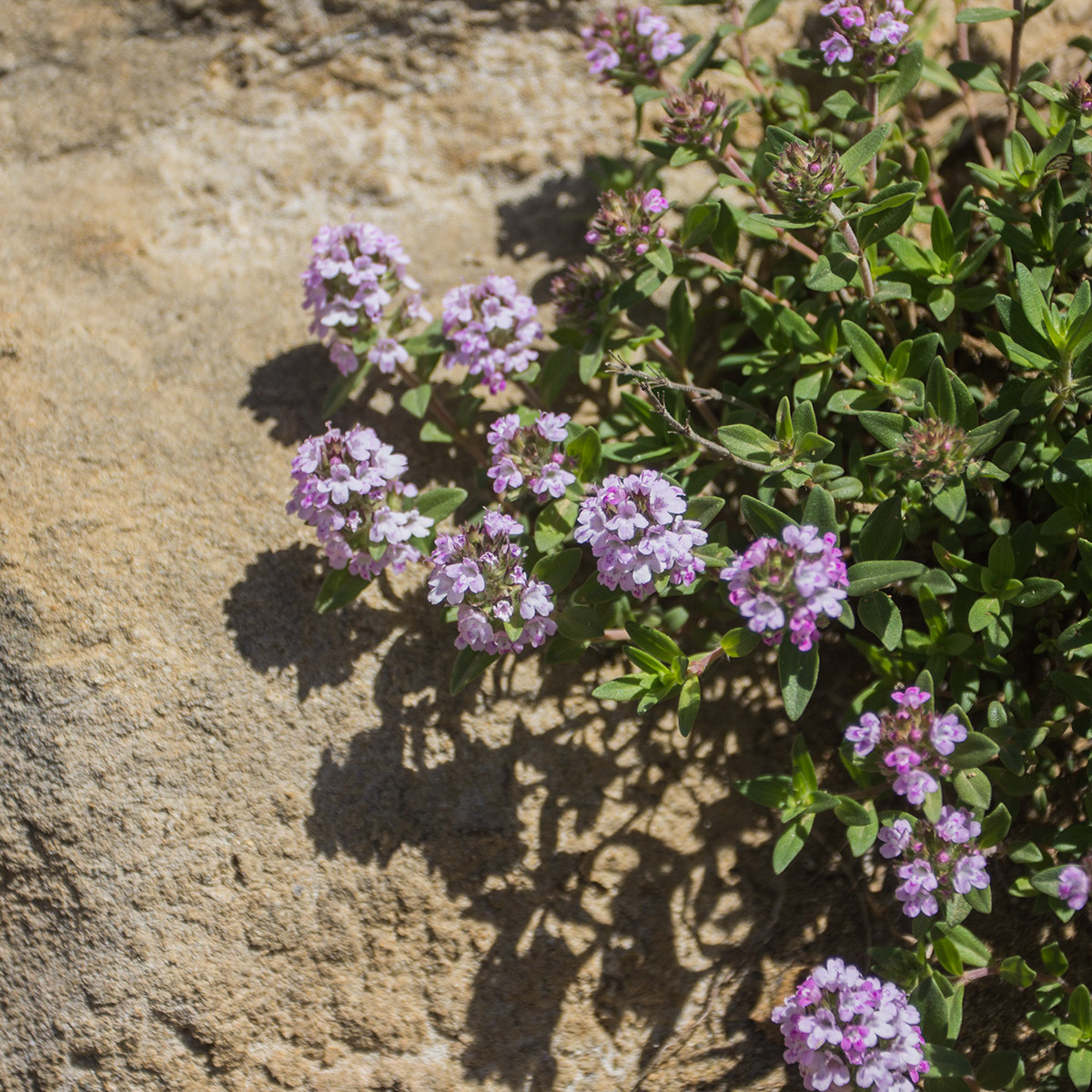 Изображение особи род Thymus.