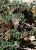 Astragalus humilis