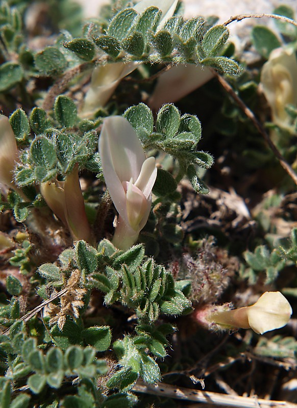 Image of Astragalus humilis specimen.