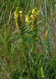 Pedicularis kaufmannii. Цветущее растение. Тульская обл., Ефремовский р-н, долина р. Красивая Меча, разнотравная степь. 03.06.2018.
