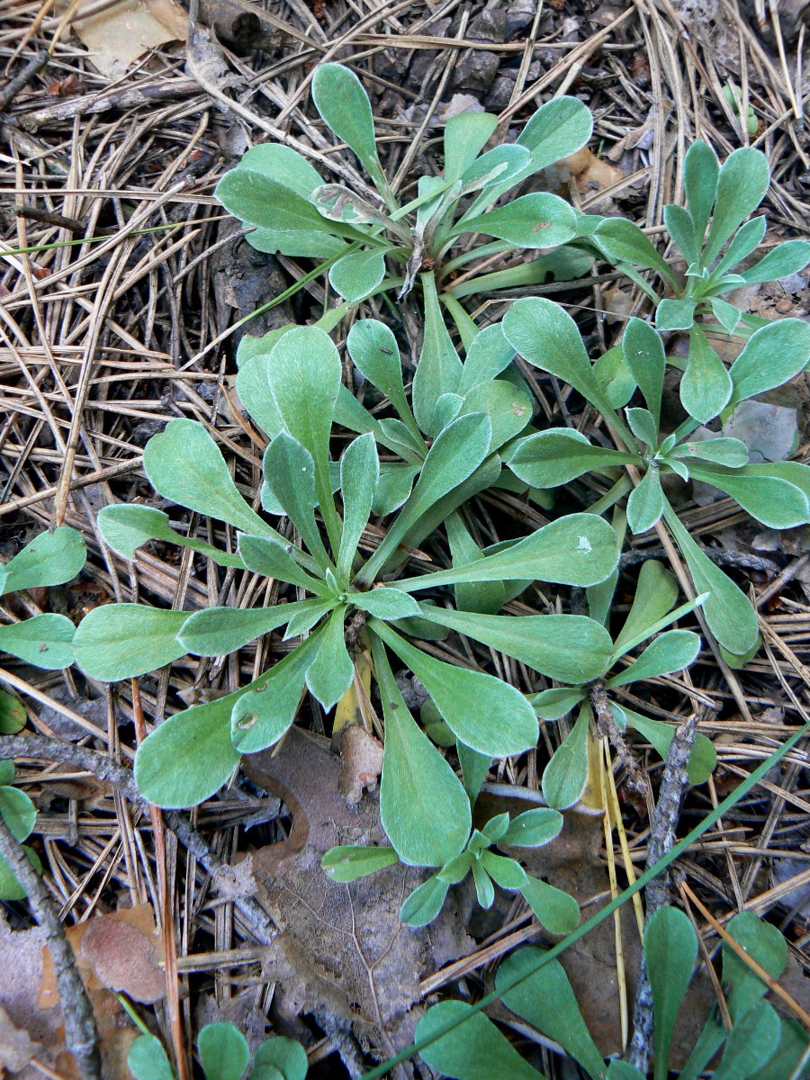 Image of Antennaria dioica specimen.