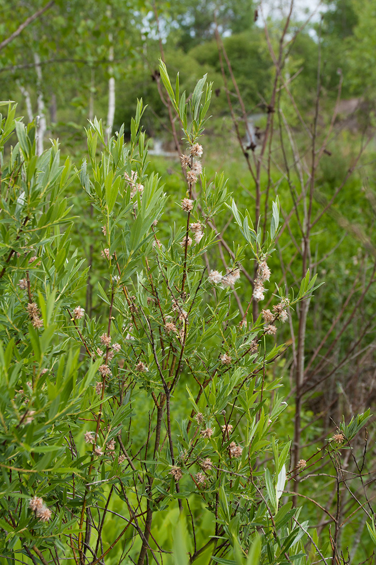 Image of Salix rosmarinifolia specimen.