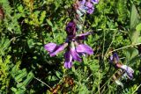 Astragalus subpolaris