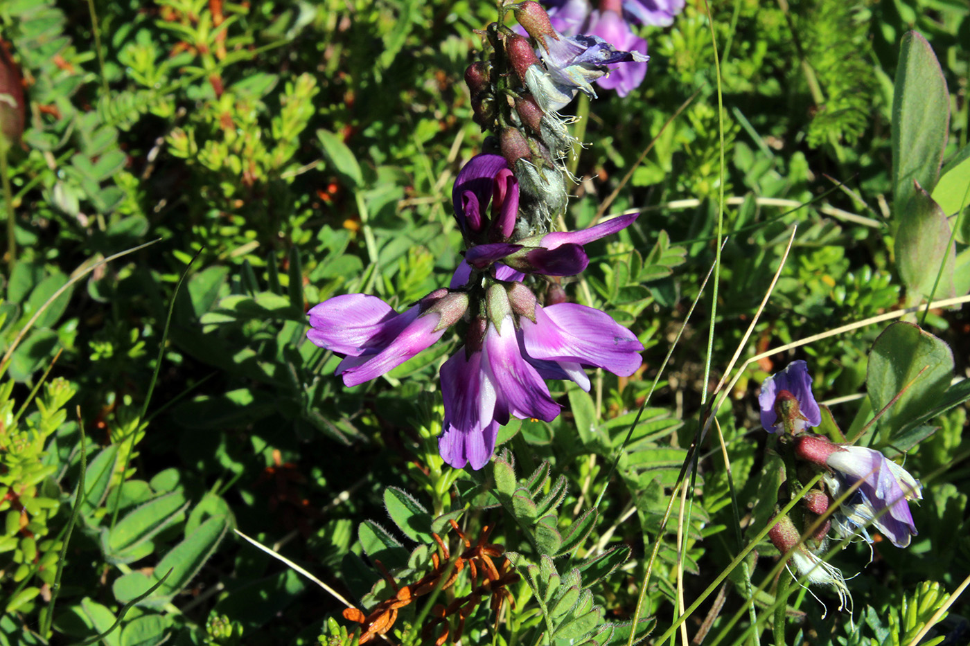 Image of Astragalus subpolaris specimen.