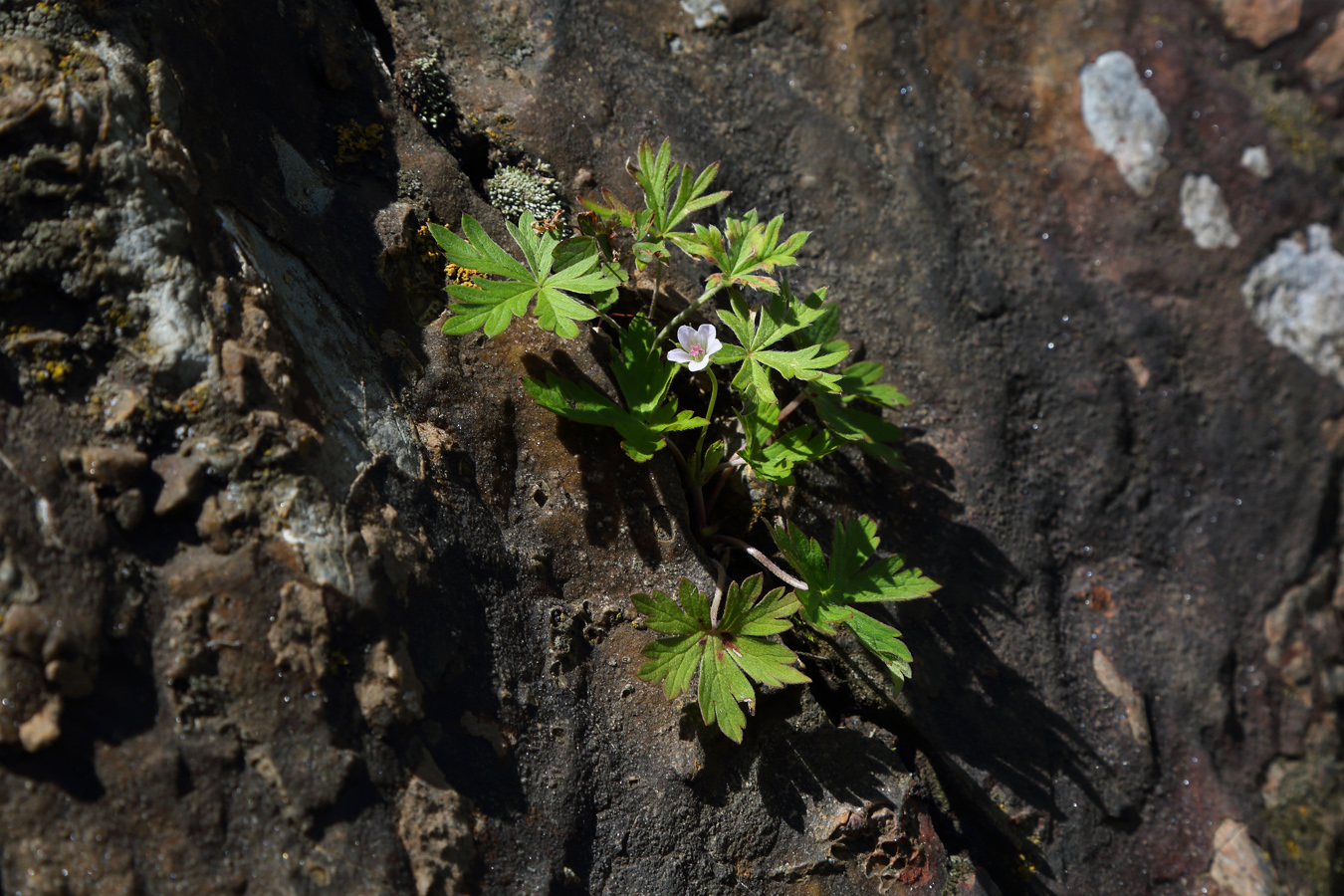 Image of Geranium sibiricum specimen.