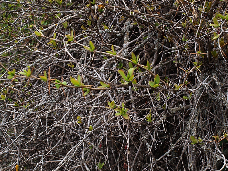 Image of Berberis vulgaris specimen.