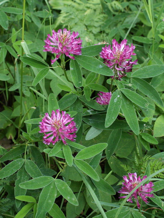 Image of Trifolium medium specimen.