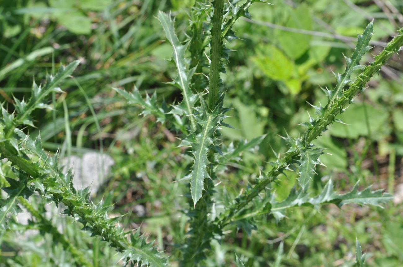 Image of genus Carduus specimen.