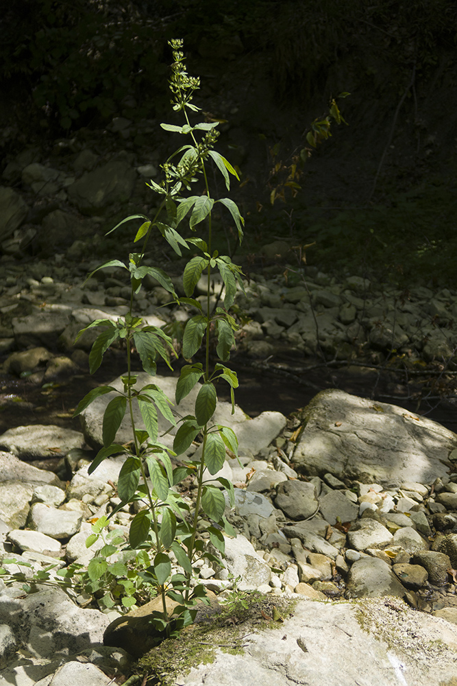 Image of Lysimachia verticillaris specimen.