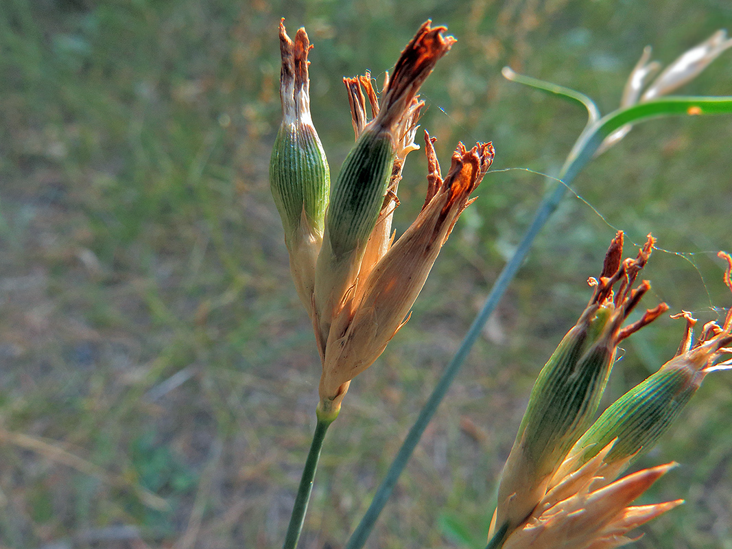 Image of Dianthus borbasii specimen.