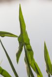 Sagittaria sagittifolia