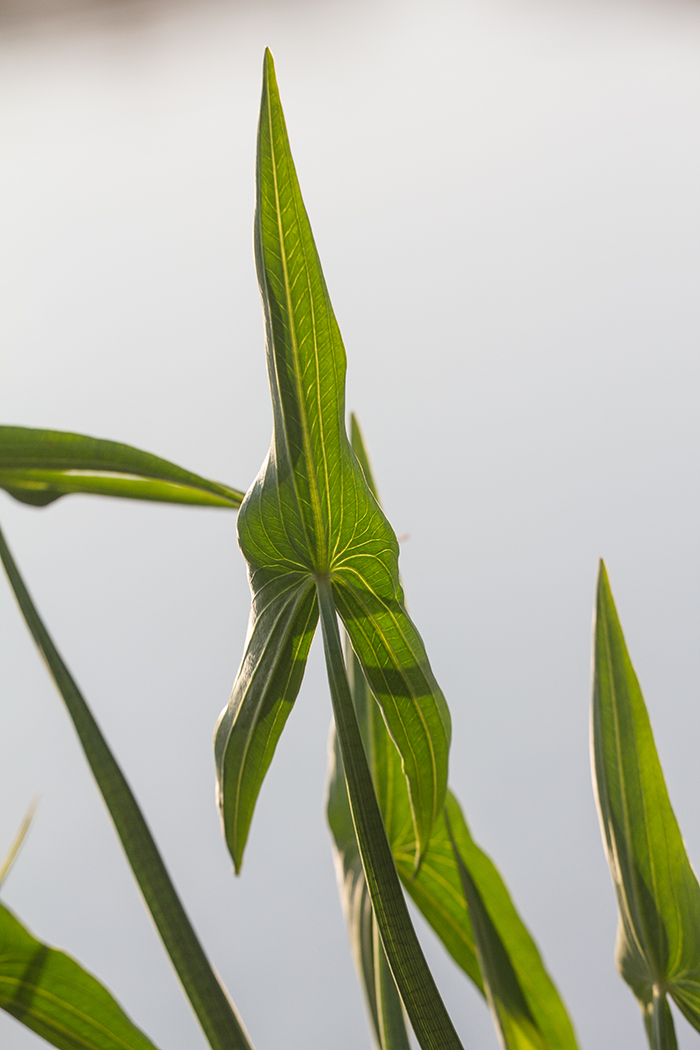 Изображение особи Sagittaria sagittifolia.