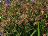 Geranium pratense