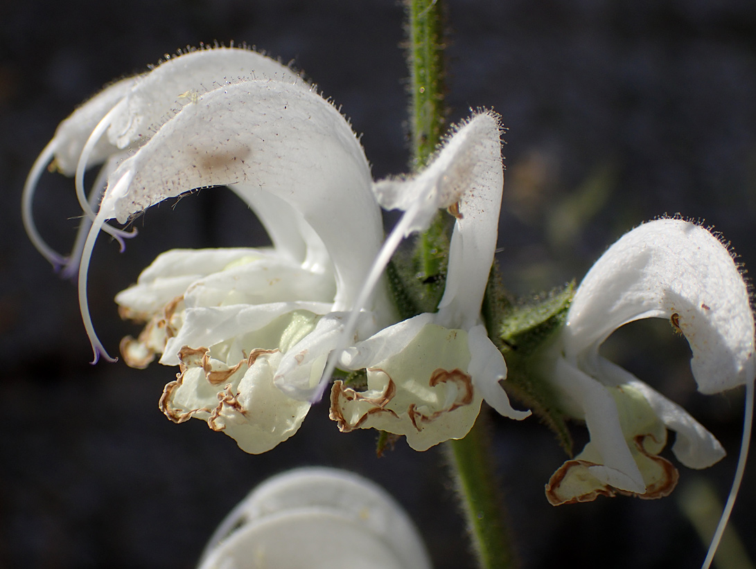 Изображение особи Salvia argentea.