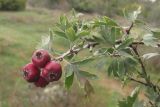 Crataegus × tournefortii. Ветвь с плодами. ЮЗ Крым, окр. с. Резервное, гора Калафатлар, поляна заросшая кустарником. 30.09.2018.