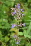 Nepeta grandiflora. Соцветие. Карачаево-Черкесия, Малокарачаевский р-н, Аликоновское ущелье. 10.09.2018.