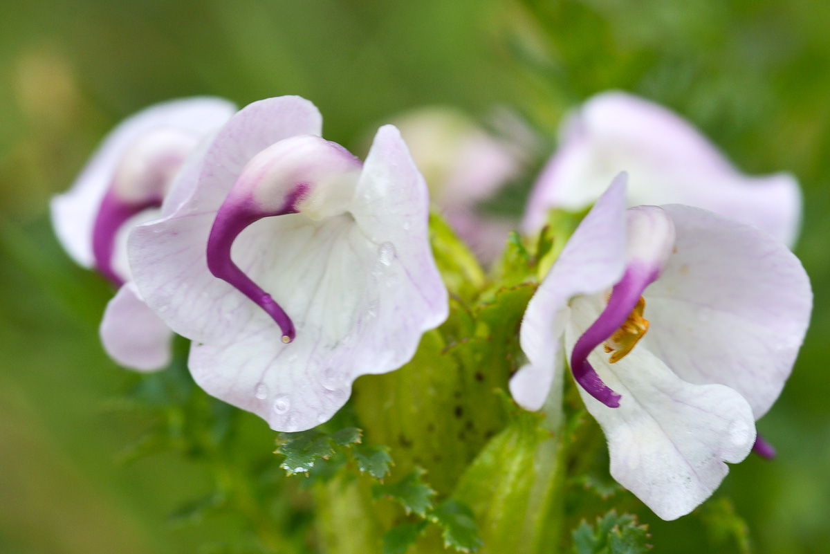 Изображение особи Pedicularis rhinanthoides.