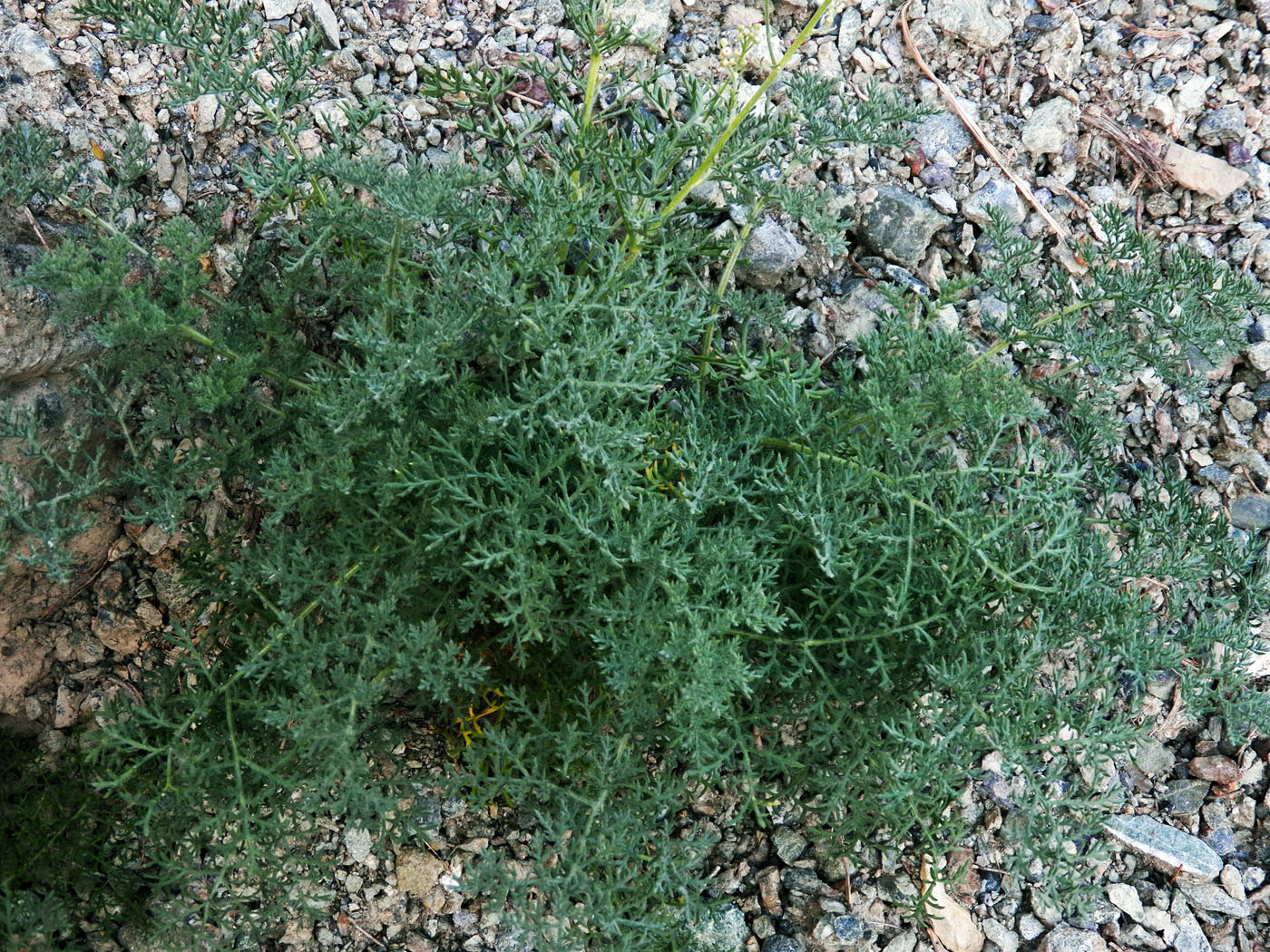 Image of Ajania fastigiata specimen.