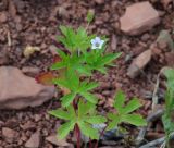 Geranium sibiricum. Верхушка цветущего растения. Иркутская обл., Осинский р-н, окр. дер. Рассвет, Братское вдхр., осыпающийся склон холма. 04.07.2018.