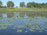 Nymphaea candida