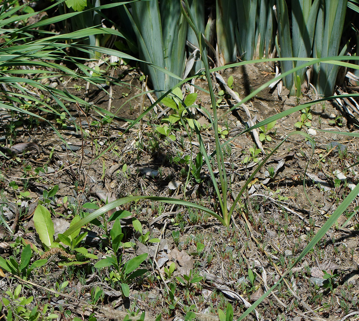 Image of Ixiolirion tataricum specimen.