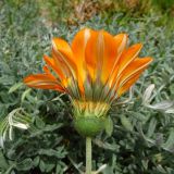 Gazania rigida