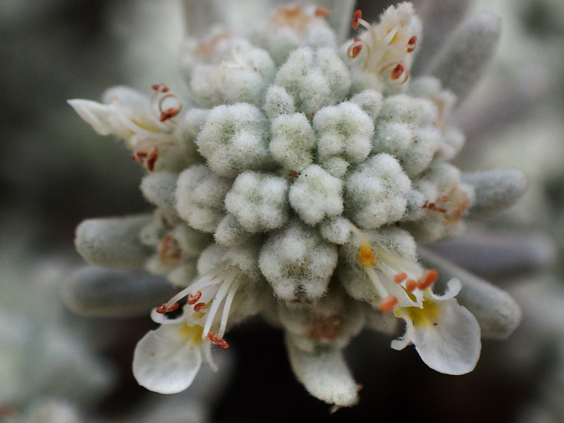 Изображение особи Teucrium capitatum.