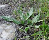 Anchusa aegyptiaca