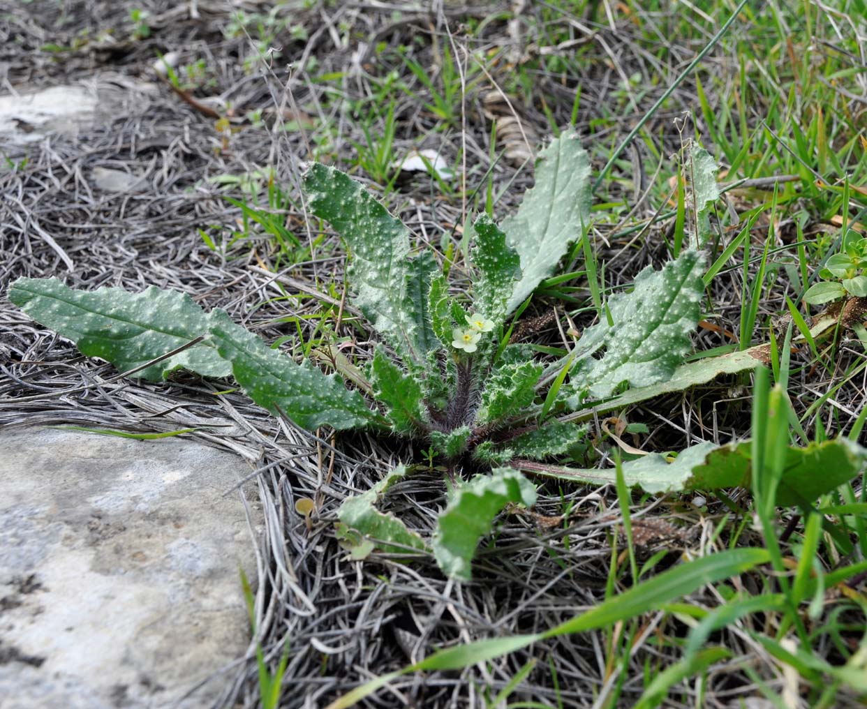 Изображение особи Anchusa aegyptiaca.