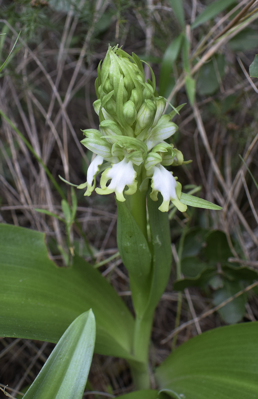 Image of Himantoglossum robertianum specimen.