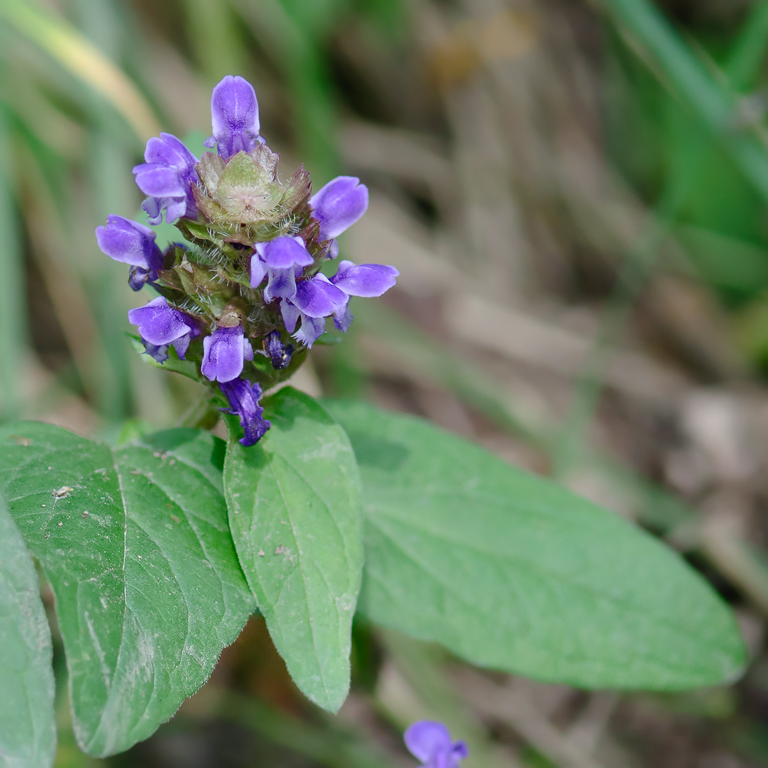 Image of Prunella vulgaris specimen.