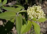 Sambucus sibirica