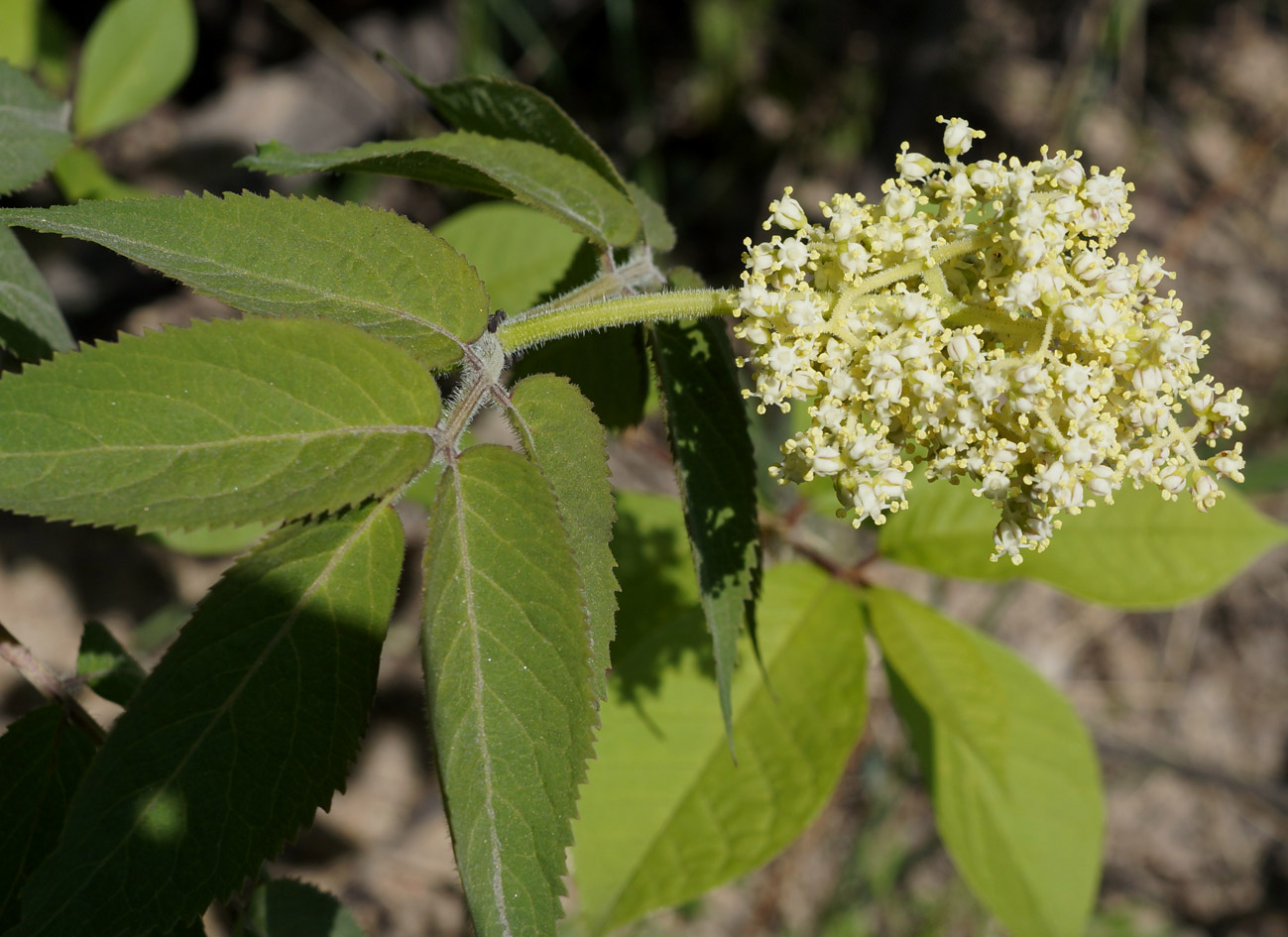 Image of Sambucus sibirica specimen.