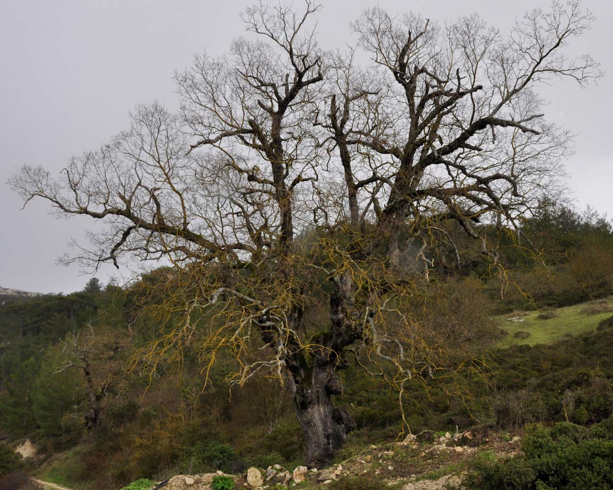 Изображение особи Quercus infectoria ssp. veneris.