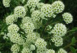 View full-size image Spiraea crenata